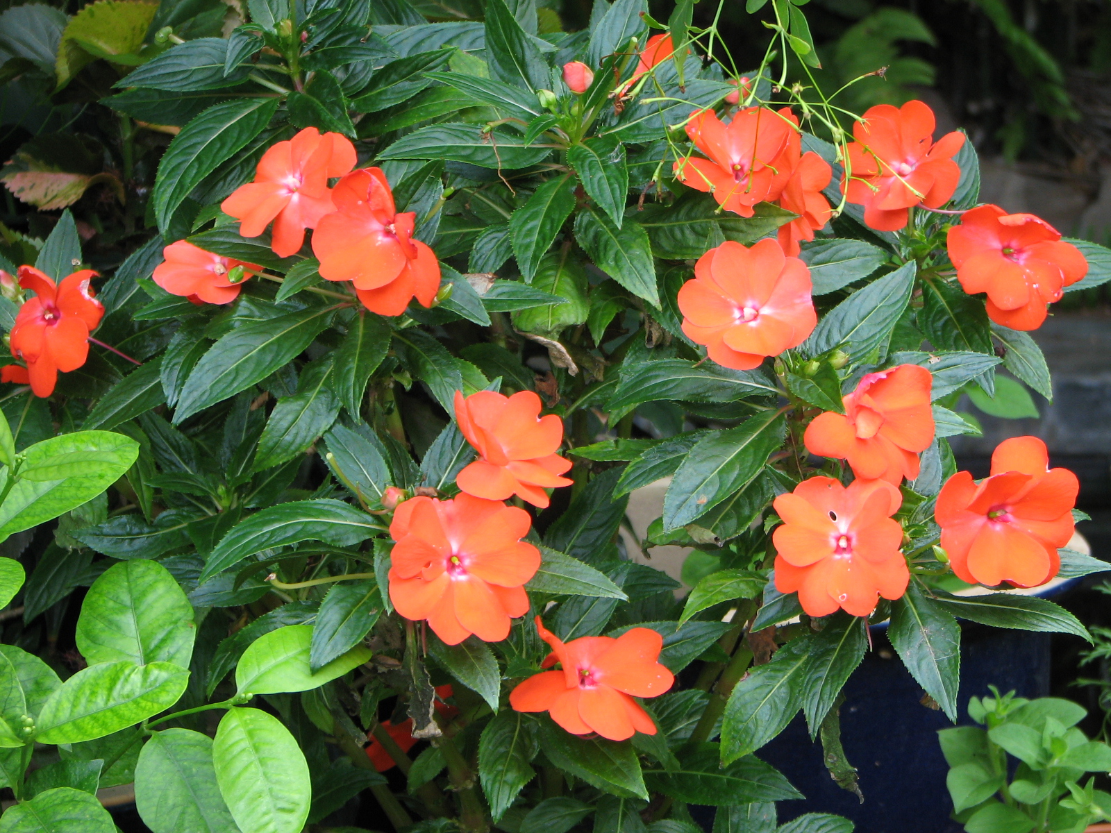 My Dry Tropics Garden Impatiens hawkeri New Guinea Impatiens