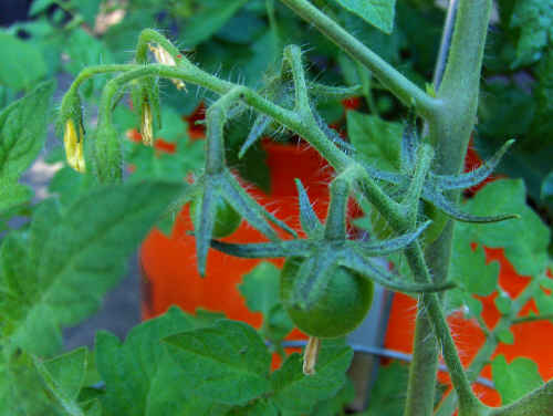 [Big+Cherry+Tomatoes+June+15th.jpg]