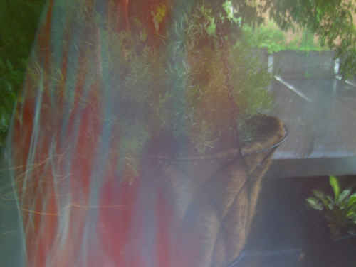 [asparagus+fern.jpg]