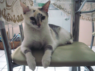 Gata Lili na cadeira da mesa da cozinha