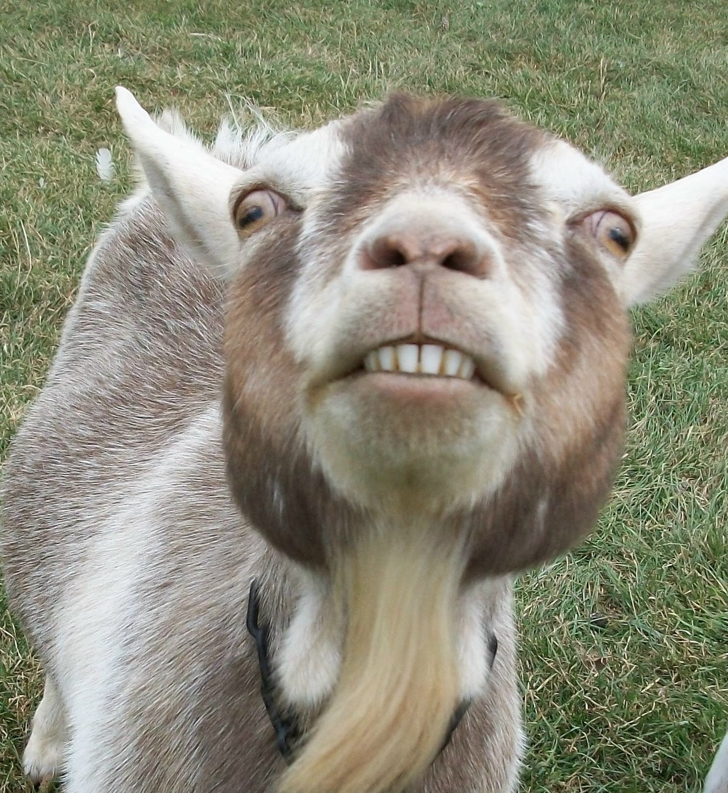 scarey+goat.jpg