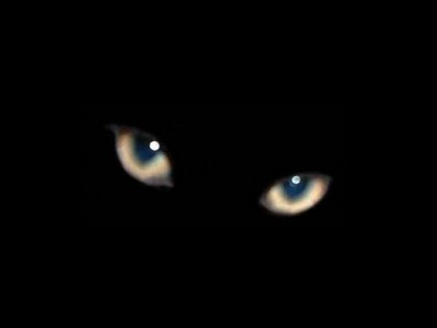 061008_gato-preto.jpg