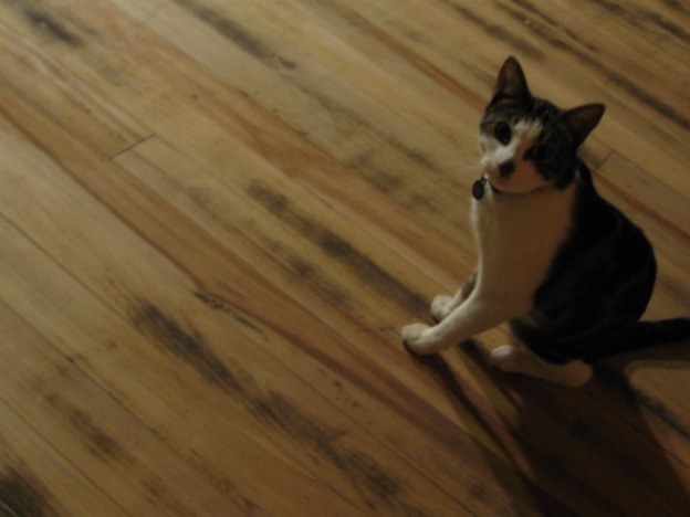 Cat On Floor