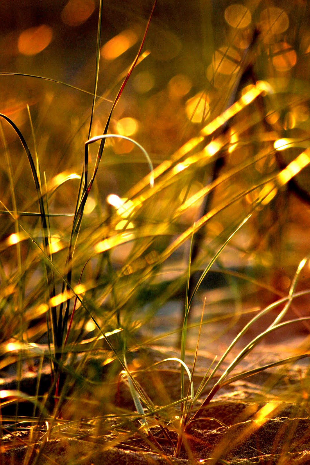 [sunsetbeachgrass.jpg]