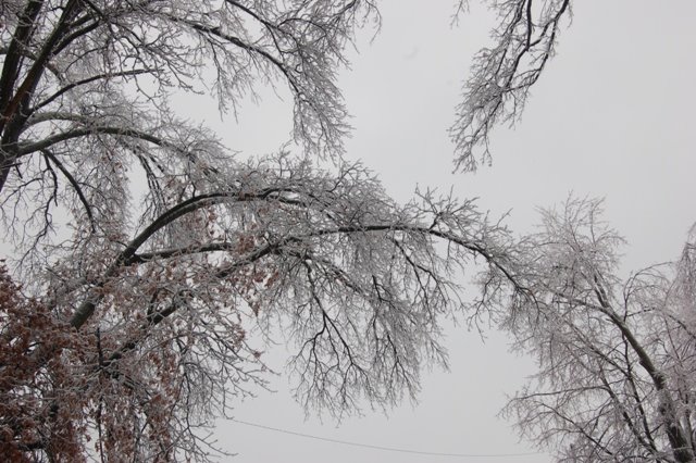 [ice+storm3.JPG]