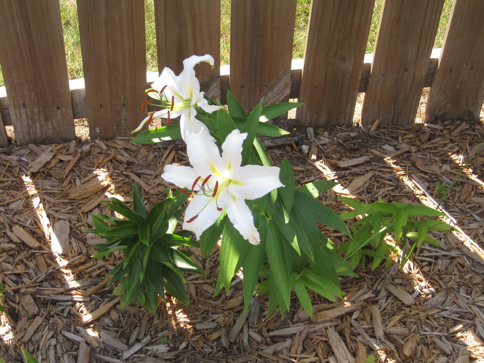 Cherished Treasures: Mary, Mary Quite Contrary - How Does Your Garden Grow?