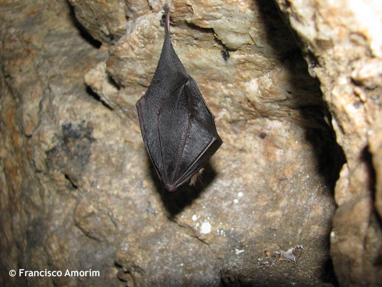 [R.+hipposideros_03.JPG]