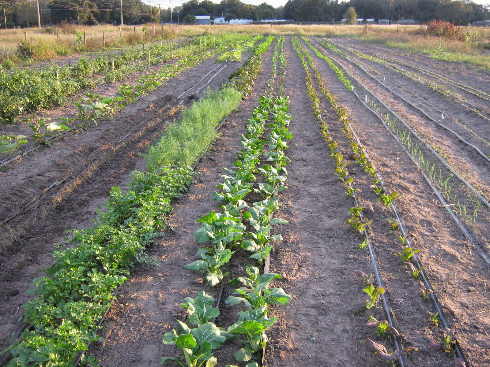 The Organic CSA Vegetable Field