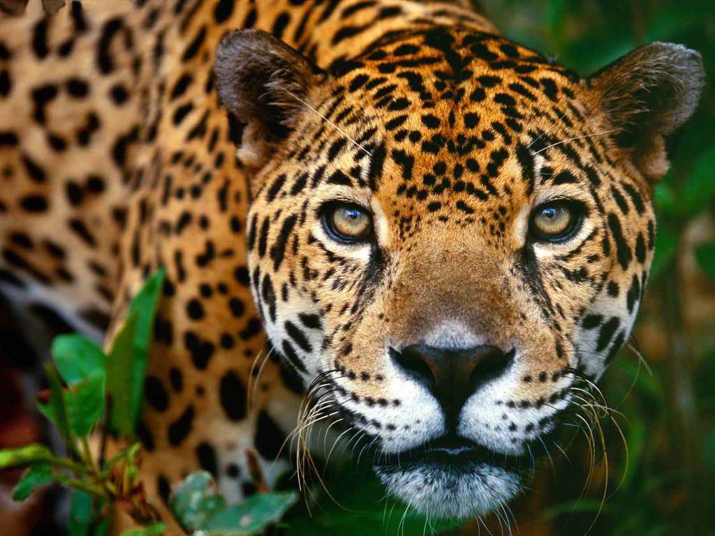 Jaguar Maya