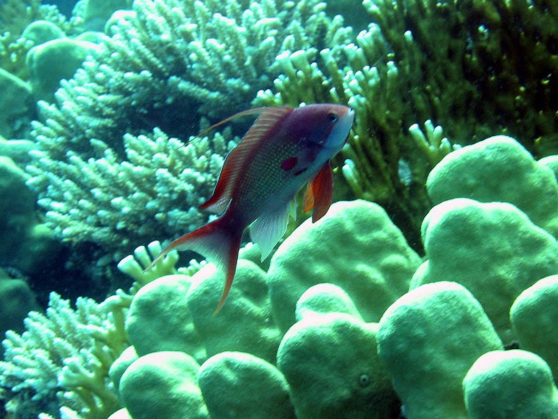 [800px-Male_anthia.bmp]