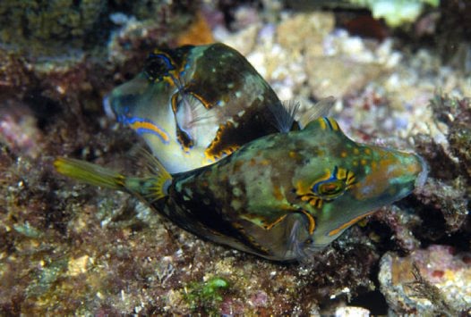 [Canthigaster%20coronata%20Pair%20.bmp]