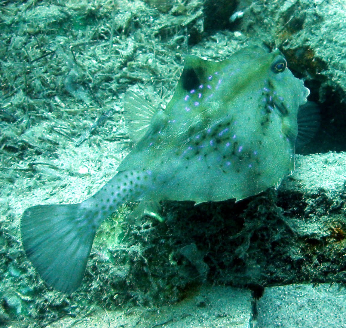 [Tetrasomus_gibbosus.bmp]