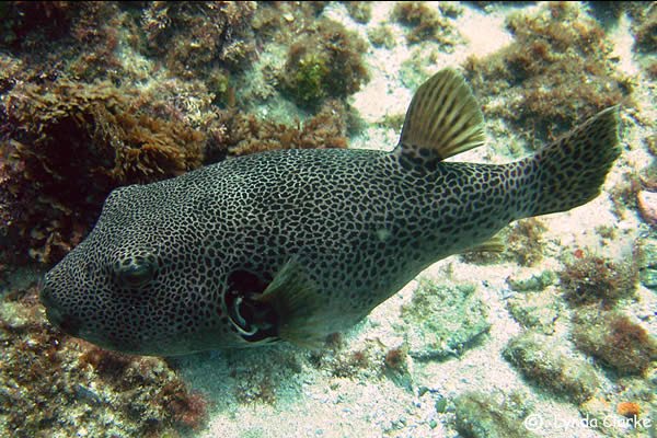 [ArothronStellatus2138.bmp]