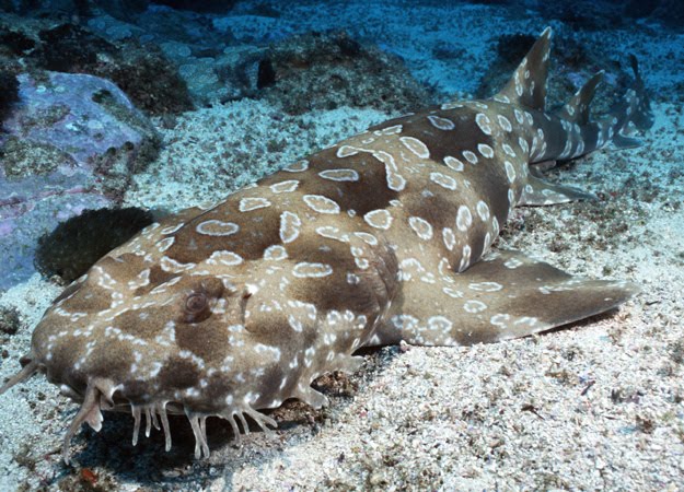 [spotted-wobbegong.bmp]