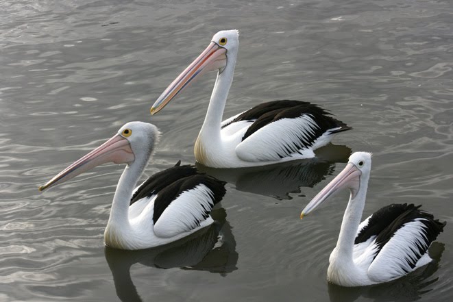 [pelican-trioweb.bmp]