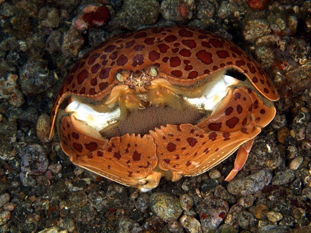 [boxcrab.bmp]