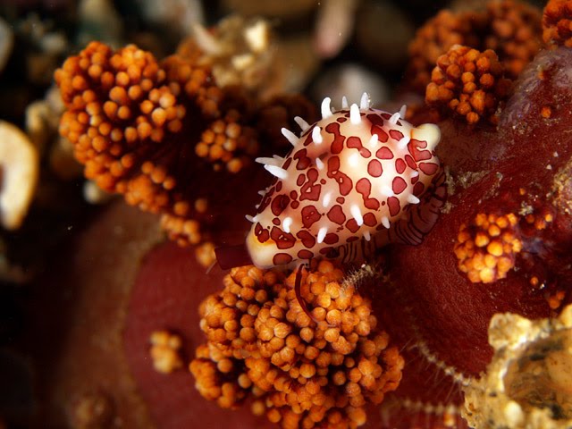 [cowrie4.bmp]