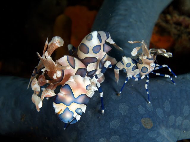 [harlequin5.bmp]