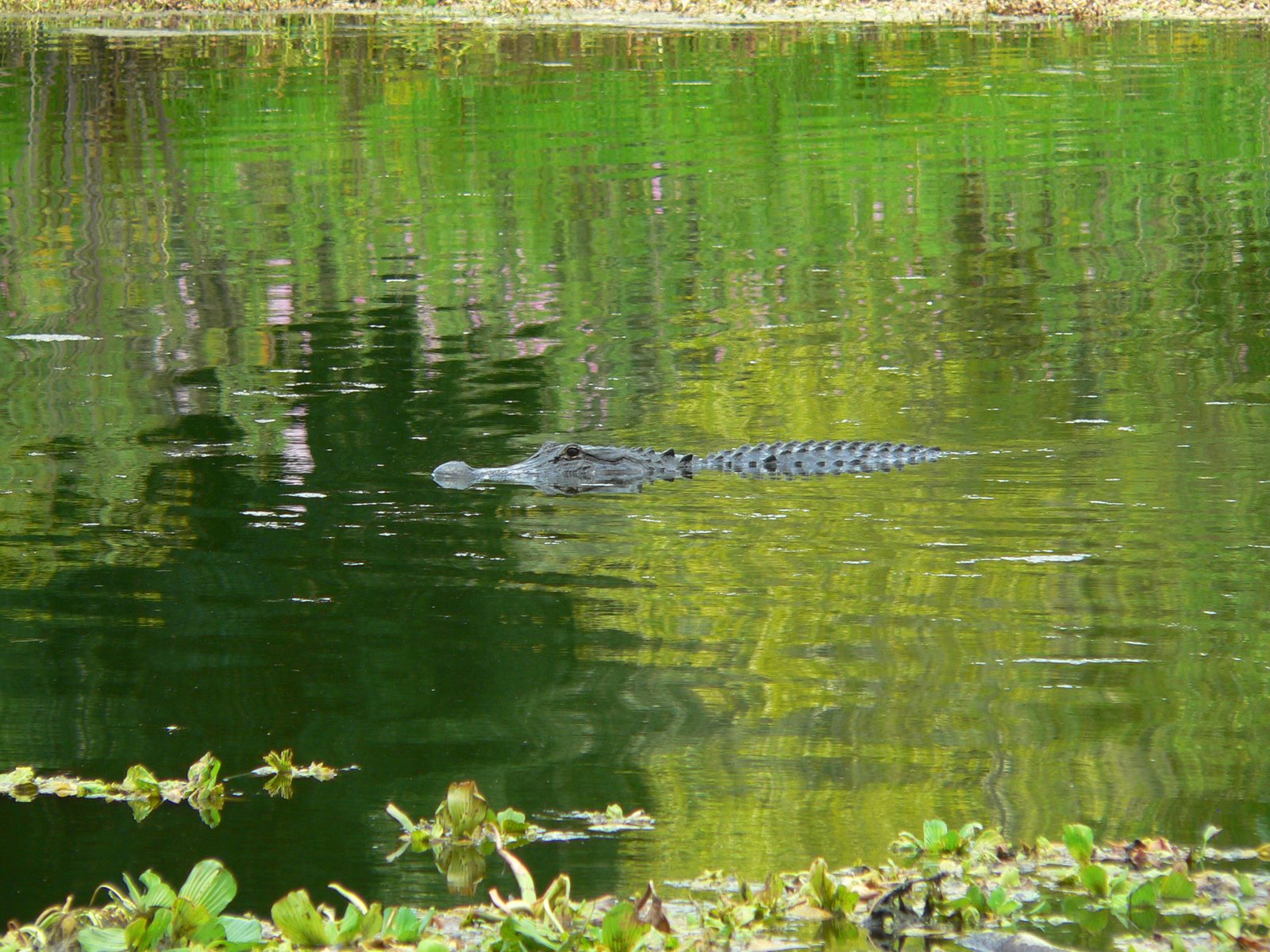 [alligator+near+dock.JPG]