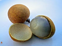 Buah Mata Kucing