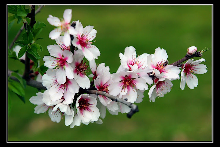 Primavera en flor