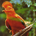 Biodiversidade brasileira - Galo-da-rocha