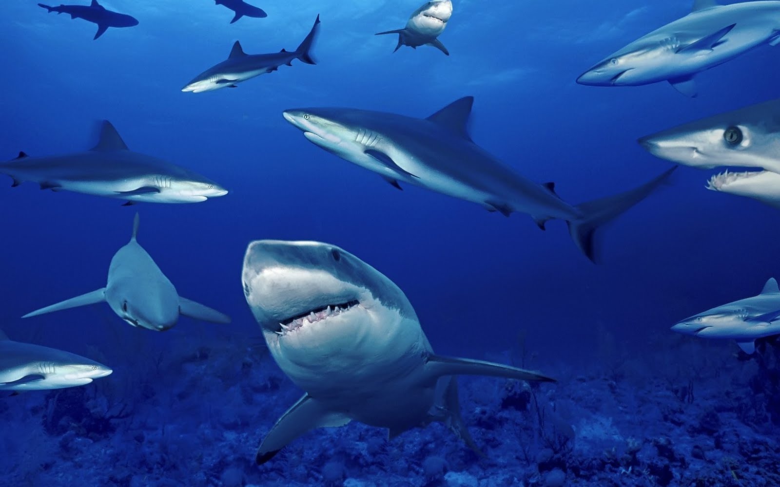 VIDA DE TIBURONES vida de tiburones: