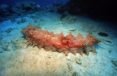 [sea-cucumber-ga.jpg.jpeg]