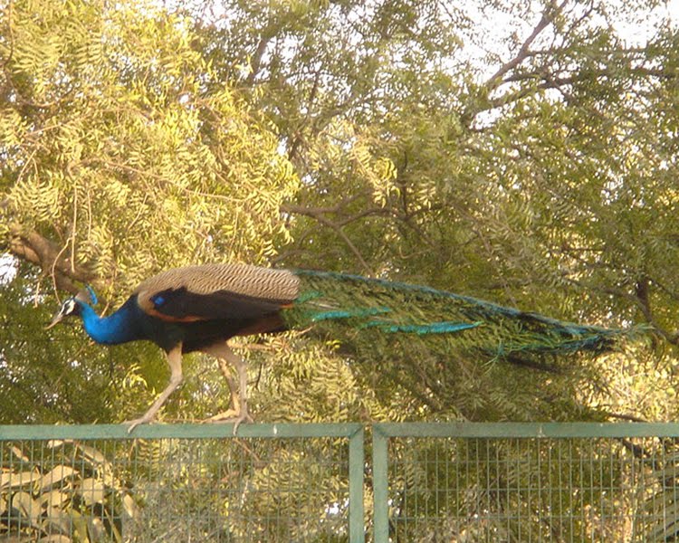 [peacock+at+NMML.jpg]