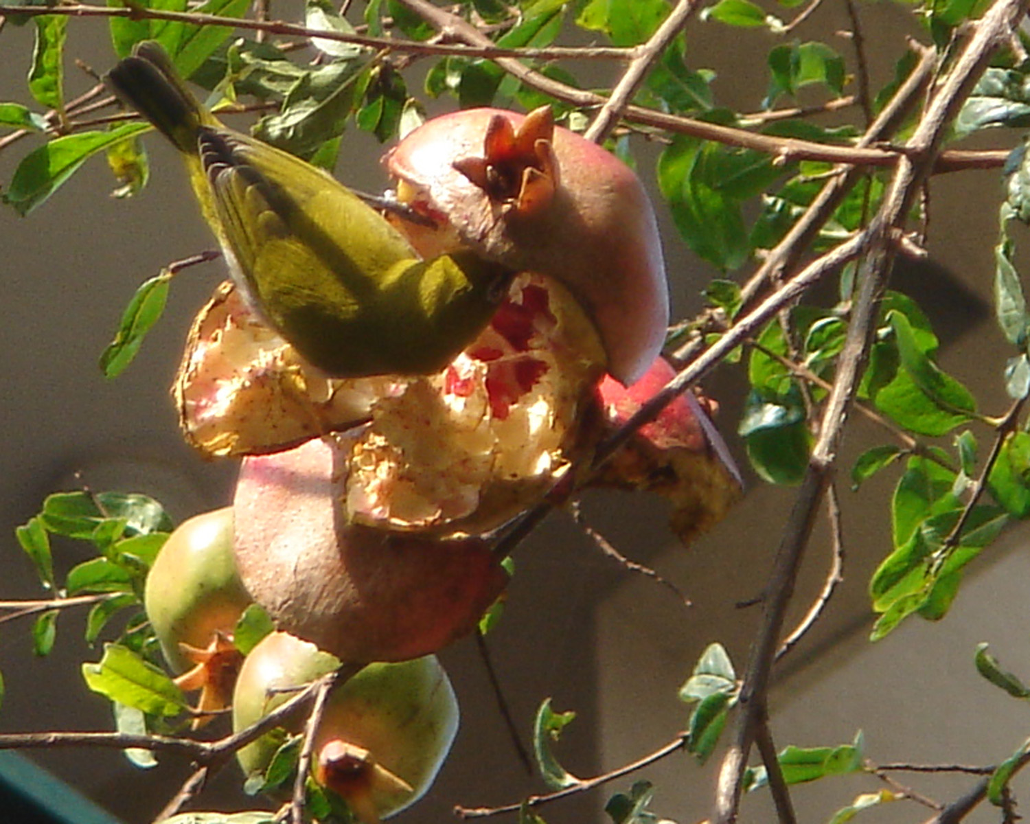 [anarwhiteeye4.jpg]