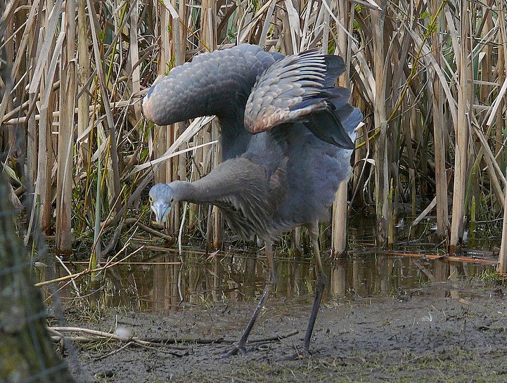 [greatblueheron3_jim_dubois.JPG]