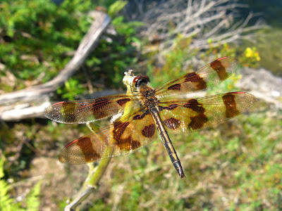 Dragonflies+of+ontario