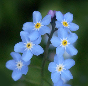 forget-me-not-08.jpg