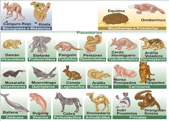 insectos insectos