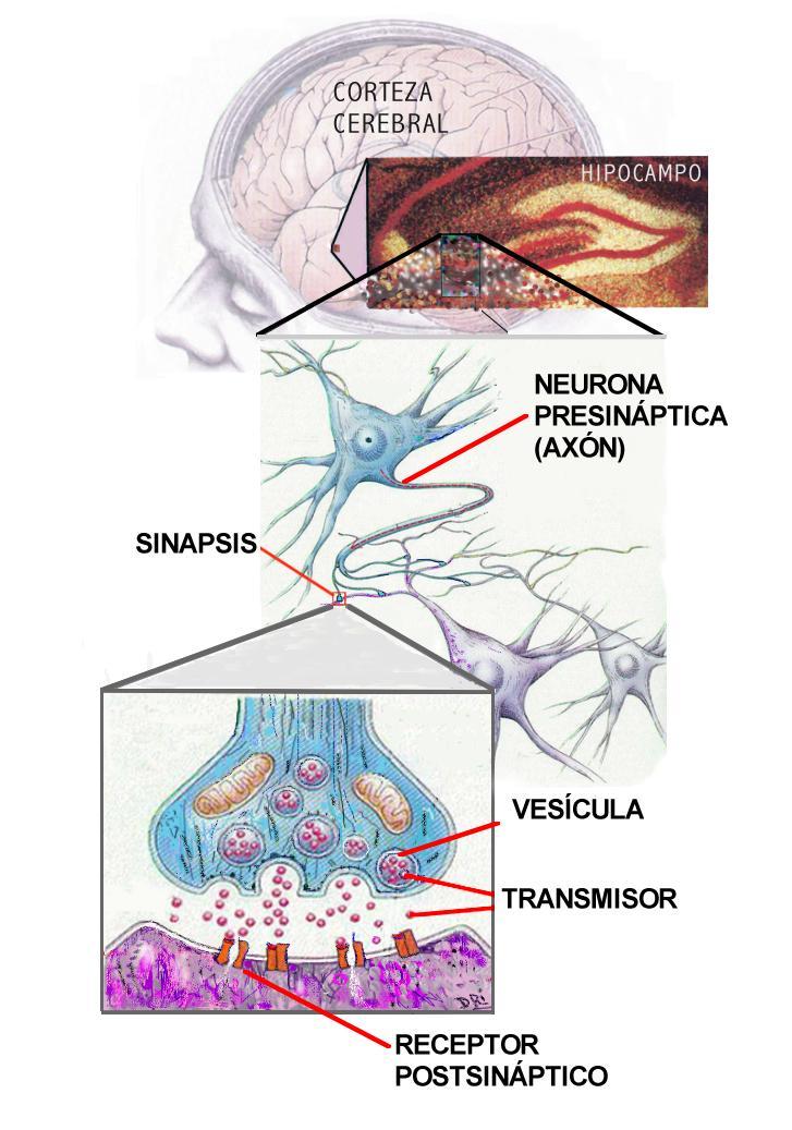 Sinapsis Electrica