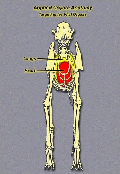 RedHunterLLC: Frontal Shots on a Coyote