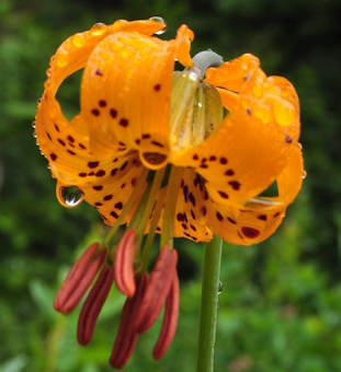 Tiger Lily Blank Cards