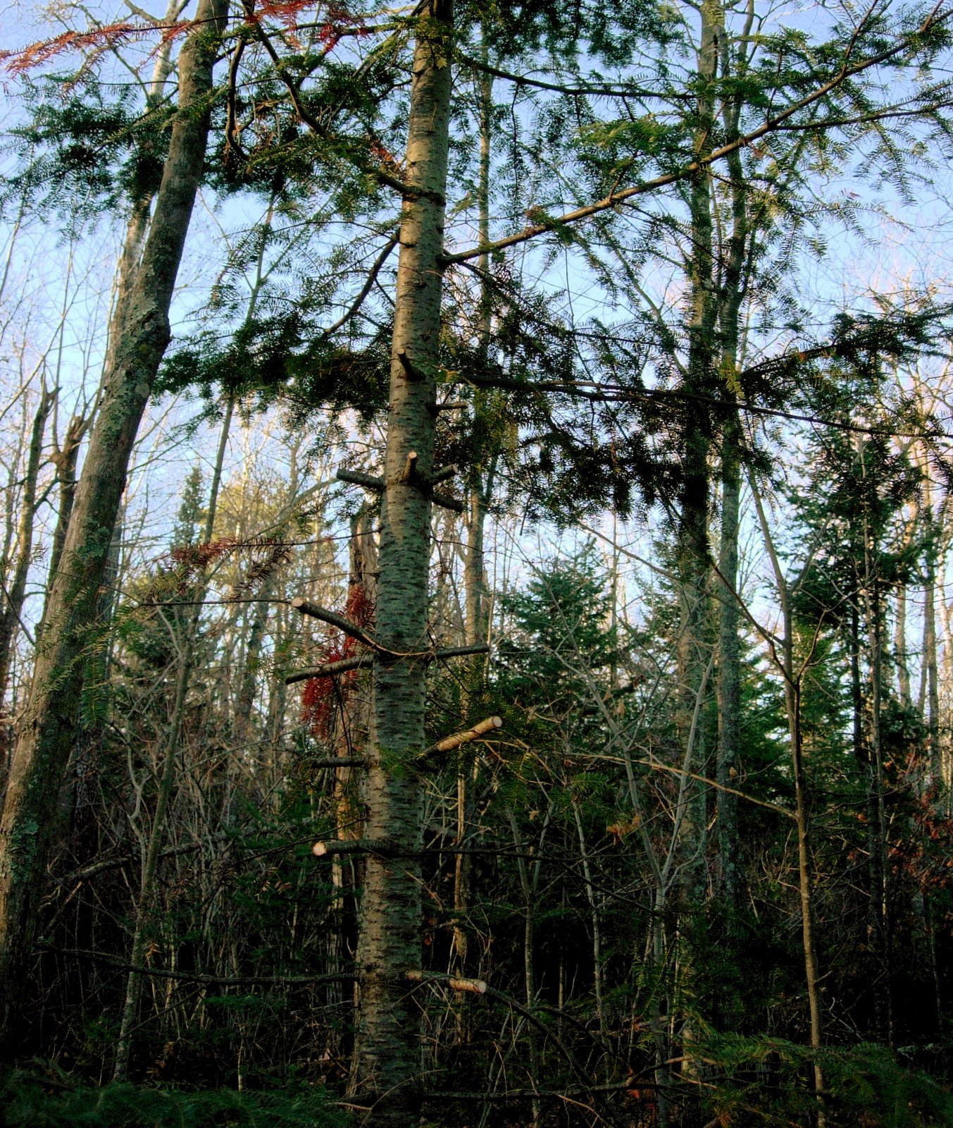 [balsam+bough+thieves.JPG]