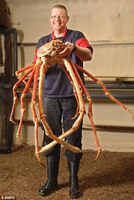 japanese-spider-crab.jpg