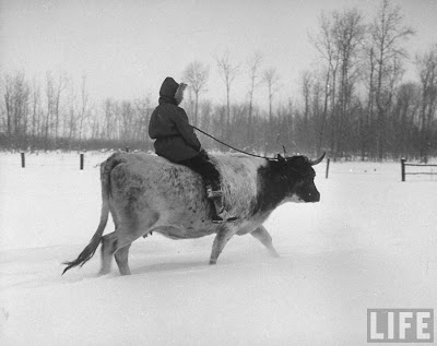 riding+a+cow,+MN+NW+angle,+1950s.jpg