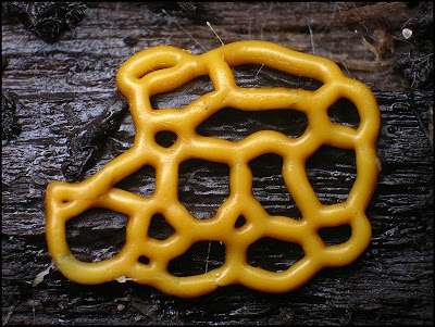 Slime Mold Facts