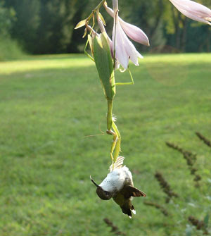 Praying mantis vs. hummingbird