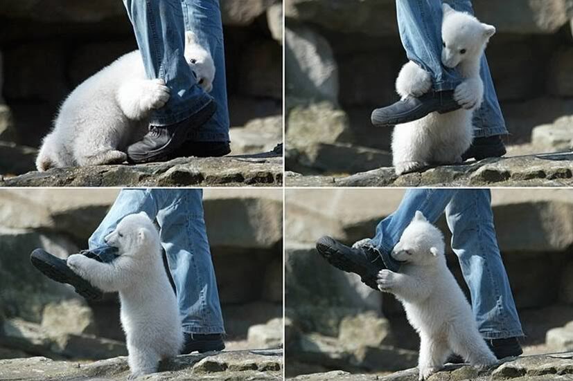 TYWKIWDBI ("Tai-Wiki-Widbee"): Polar bear vs. human