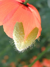 SORTIE AU JARDIN JUILLET