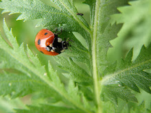 INSECTES DU JARDIN