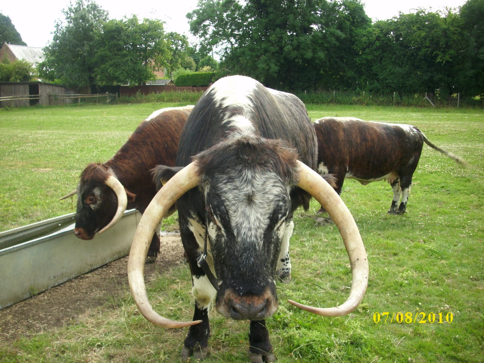 British Longhorn Cattle