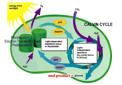 Lumen Chloroplast