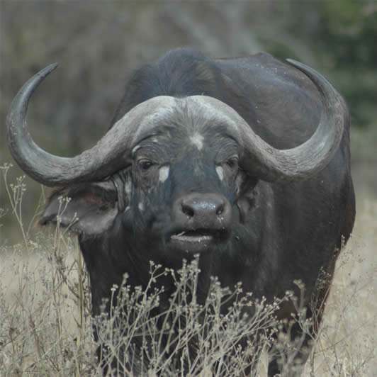 Big+buffalo