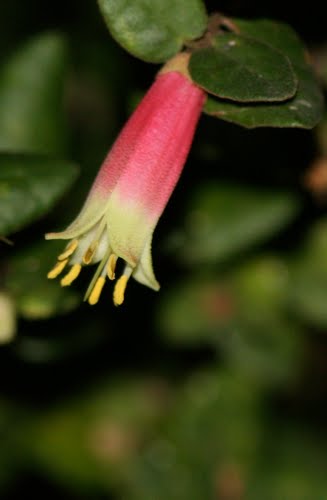 [Correa2Jun08.jpg]