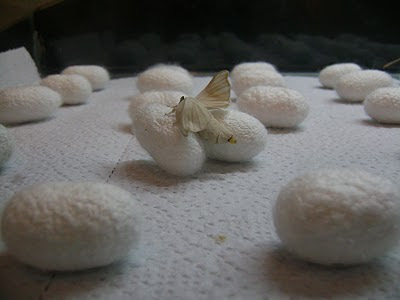 Silk Road 2 - Silk cocoons